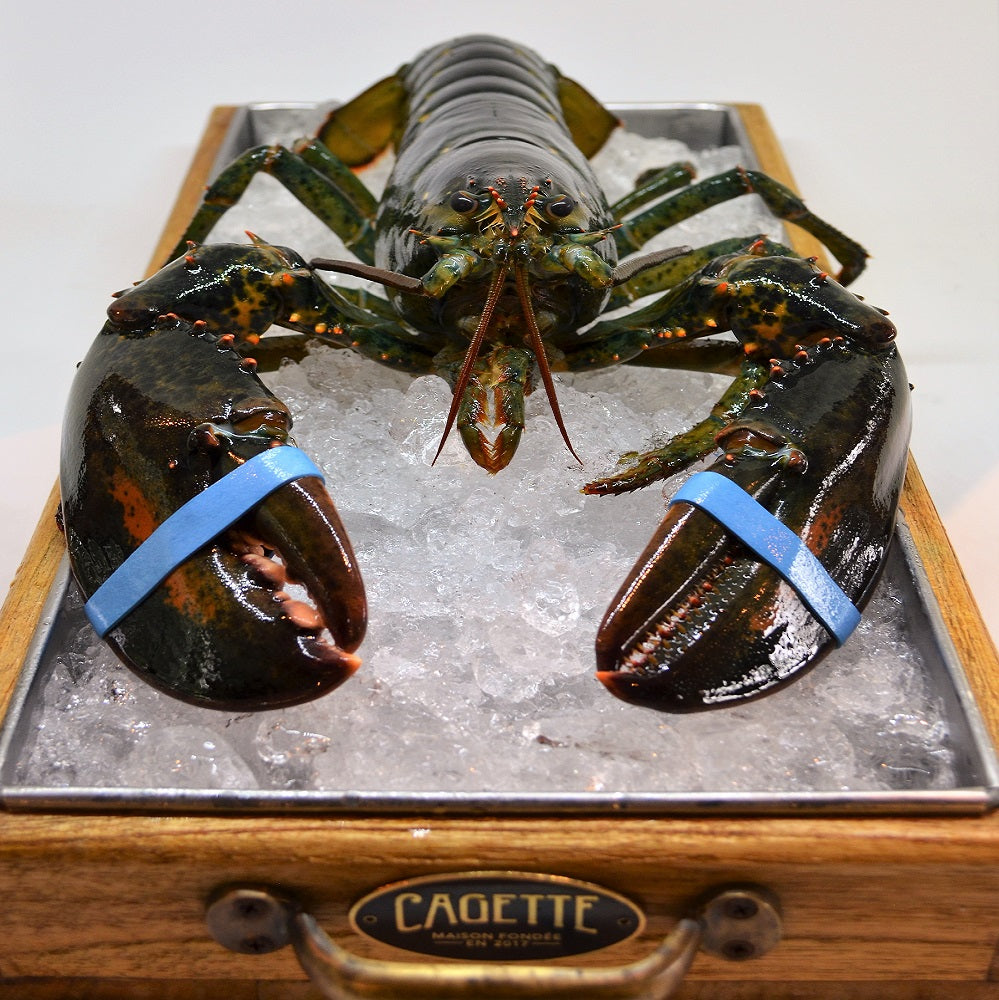 Maine Lobster 750g /pc
