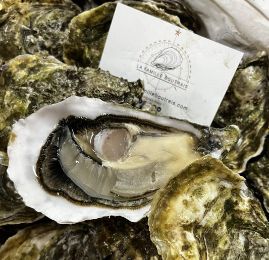 Oyster Ostra Regal N°4