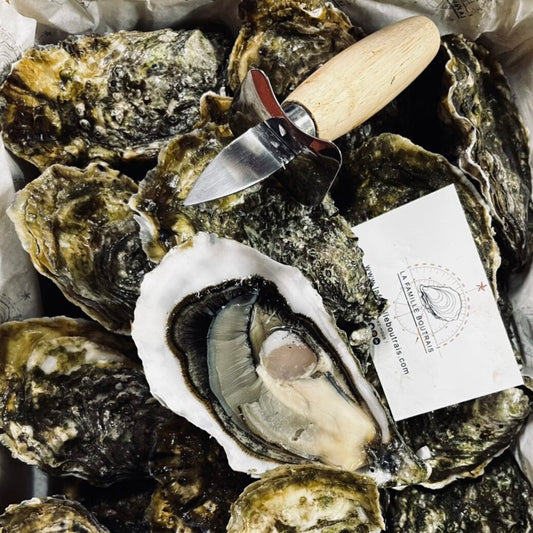Oyster Ostra Regal N°2