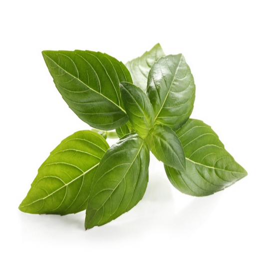 Sweet Italian Basil - 100g