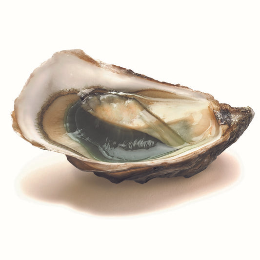Oyster Fine de Claire Verte ''La Sublime'' N°3